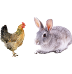 適合鴿子、禽類(lèi)