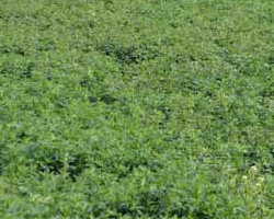 牧草、苜蓿草